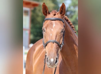 KWPN, Caballo castrado, 11 años, 175 cm, Alazán-tostado