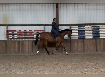 KWPN, Caballo castrado, 11 años, 175 cm, Castaño
