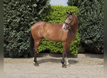 KWPN, Caballo castrado, 11 años, 175 cm, Castaño