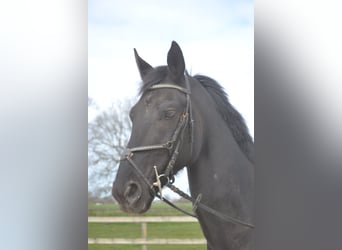 KWPN, Caballo castrado, 11 años, 175 cm, Negro