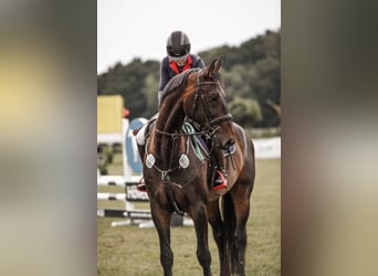 KWPN, Caballo castrado, 11 años, 180 cm, Morcillo