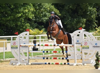 KWPN, Caballo castrado, 11 años, 182 cm, Castaño