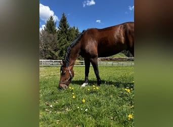 KWPN, Caballo castrado, 11 años, 182 cm, Castaño