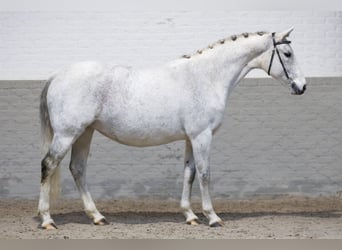 KWPN, Caballo castrado, 12 años, 158 cm, White/Blanco