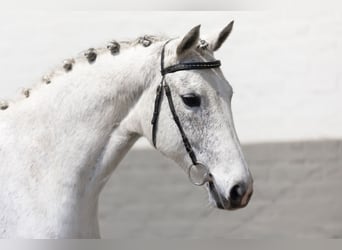 KWPN, Caballo castrado, 12 años, 158 cm, White/Blanco