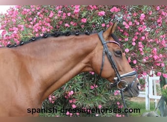 KWPN, Caballo castrado, 12 años, 162 cm, Castaño