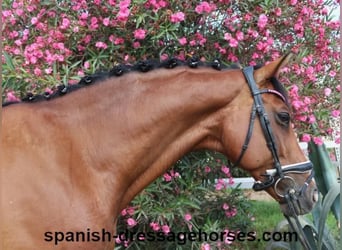 KWPN, Caballo castrado, 12 años, 162 cm, Castaño