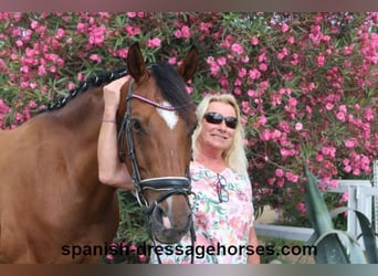 KWPN, Caballo castrado, 12 años, 162 cm, Castaño