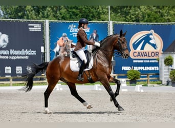 KWPN, Caballo castrado, 12 años, 163 cm, Castaño