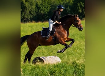 KWPN, Caballo castrado, 12 años, 163 cm, Castaño