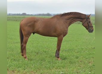 KWPN, Caballo castrado, 12 años, 165 cm, Alazán