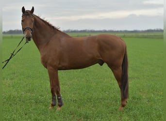 KWPN, Caballo castrado, 12 años, 165 cm