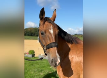 KWPN, Caballo castrado, 12 años, 165 cm, Castaño