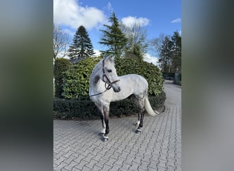 KWPN, Caballo castrado, 12 años, 166 cm, Tordo rodado