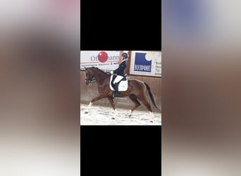 KWPN, Caballo castrado, 12 años, 167 cm, Alazán-tostado