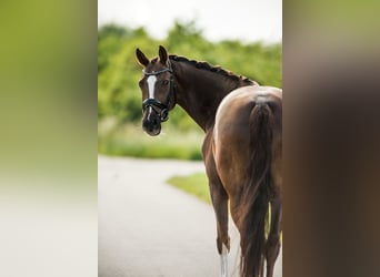 KWPN, Caballo castrado, 12 años, 167 cm, Alazán-tostado