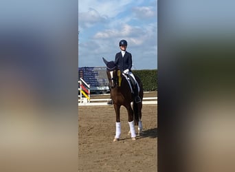 KWPN, Caballo castrado, 12 años, 167 cm, Alazán-tostado