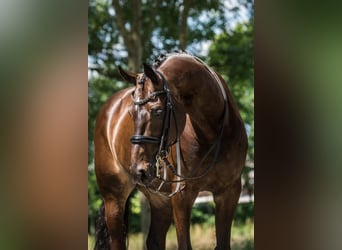 KWPN, Caballo castrado, 12 años, 167 cm, Castaño oscuro