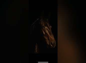 KWPN, Caballo castrado, 12 años, 167 cm, Negro