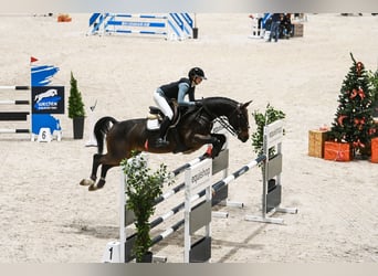 KWPN, Caballo castrado, 12 años, 168 cm, Castaño oscuro