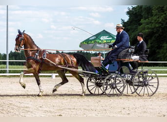 KWPN, Caballo castrado, 12 años, 168 cm, Castaño rojizo