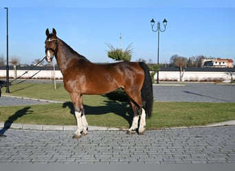 KWPN, Caballo castrado, 12 años, 168 cm, Castaño rojizo
