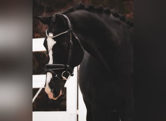 KWPN, Caballo castrado, 12 años, 168 cm, Negro