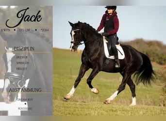 KWPN, Caballo castrado, 12 años, 168 cm, Negro