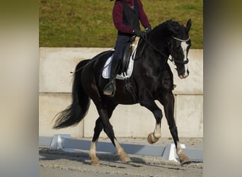 KWPN, Caballo castrado, 12 años, 168 cm, Negro