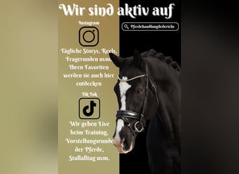 KWPN, Caballo castrado, 12 años, 168 cm, Negro