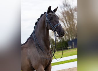 KWPN, Caballo castrado, 12 años, 168 cm, Negro