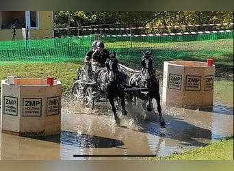 KWPN, Caballo castrado, 12 años, 168 cm, Negro