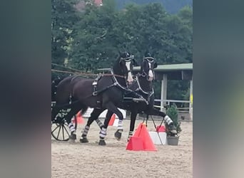 KWPN, Caballo castrado, 12 años, 168 cm, Negro