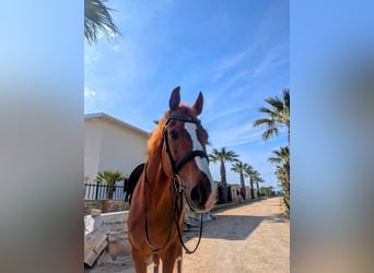 KWPN, Caballo castrado, 12 años, 170 cm, Alazán-tostado