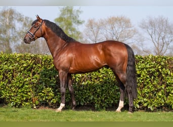 KWPN, Caballo castrado, 12 años, 170 cm, Castaño