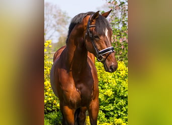 KWPN, Caballo castrado, 12 años, 170 cm, Castaño