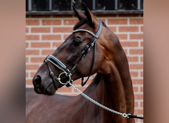 KWPN, Caballo castrado, 12 años, 170 cm, Castaño oscuro