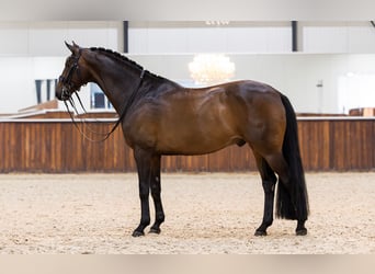 KWPN, Caballo castrado, 12 años, 170 cm, Castaño oscuro