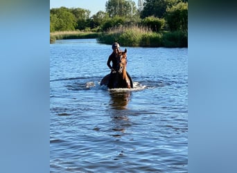 KWPN, Caballo castrado, 12 años, 171 cm, Alazán