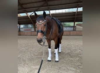 KWPN, Caballo castrado, 12 años, 171 cm, Castaño