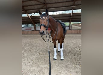 KWPN, Caballo castrado, 12 años, 171 cm, Castaño