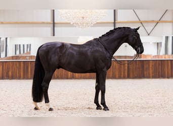 KWPN, Caballo castrado, 12 años, 173 cm, Negro