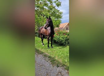 KWPN, Caballo castrado, 12 años, 174 cm, Morcillo