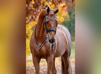 KWPN, Caballo castrado, 12 años, 175 cm, Alazán KWPN, Caballo castrado, 12 años, 175 cm, Alazán