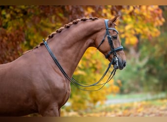 KWPN, Caballo castrado, 12 años, 175 cm, Alazán KWPN, Caballo castrado, 12 años, 175 cm, Alazán