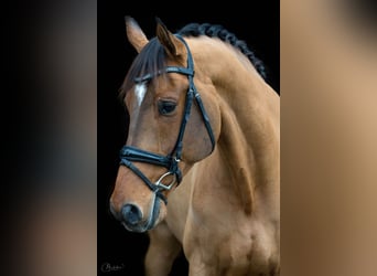 KWPN, Caballo castrado, 12 años, 175 cm, Castaño