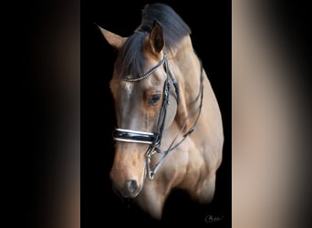 KWPN, Caballo castrado, 12 años, 175 cm, Castaño