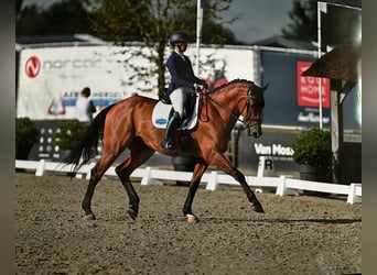 KWPN, Caballo castrado, 12 años, 175 cm, Castaño