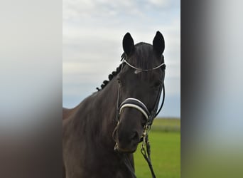 KWPN, Caballo castrado, 12 años, 175 cm, Negro