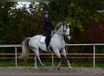 KWPN, Caballo castrado, 12 años, 175 cm, Tordo rodado